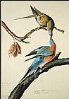 Passenger Pigeon by John James Audubon